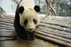 Tai Shan Free to Roam in China