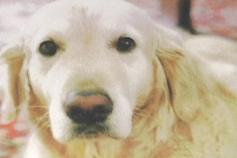 Missing Arlington Dog -- Found!