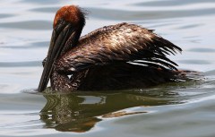 Fifth-grader Raises $80K for Gulf Birds