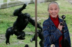 The Jane Goodall Interview