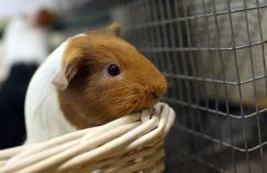 Guinea Pig Head Gear Gets Virginia Man in Trouble