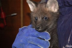 Maned Wolf Pups Make Wacky Facial Expressions