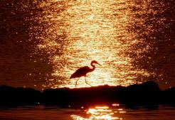 Va. Bay Cleanup Estimate Now Tops $15B