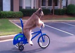 The McFly Report: Dog Rides Bicycle