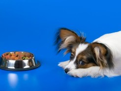 Dog Food Recalled Over Salmonella Fears