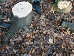 VA Losing Forests Fast: Report