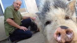 Pet Pigs Stench Has Neighbors Fuming