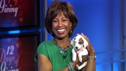 12 Days of Giving: Lost Dog & Cat Rescue Foundation