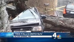 Tree Falls on SUV in Silver Spring