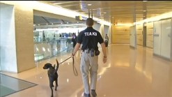 Specially Trained Dogs Help Keep Dulles, Reagan National Safe