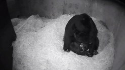 Twin Andean Bear Cubs Born at National Zoo