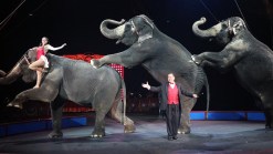 Ringling Bros. Agree to Pay Record Fine