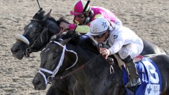 Contender Mylute Prepares for Preakness