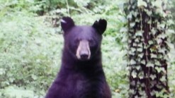 4 Rescue Bear With Head Stuck in Jar