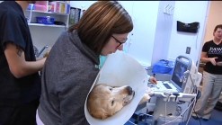 Oklahoma Pets Rescued