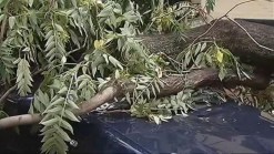 Multiple Trees Down in Dupont Circle Area