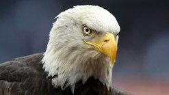Virginia Eagles Getting Lead Poisoning