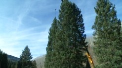 Capitol Christmas Tree Arrives in DC