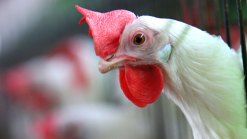 Environmentalists Call For Stricter Manure Regulations