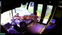 Dramatic Video: Deer Crashes Through Bus