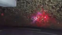 Caught on Camera: Mayflies Swarm Inside Car, Shut Down Bridge