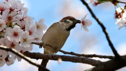 PHOTOS: Cherry Blossoms From D.C. to Japan 