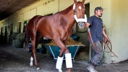 I'll Have Another Set to Go for Another at Belmont