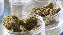 Medical Marijuana Delay