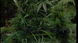 D.C. Picks Medical Marijuana Cultivation Centers