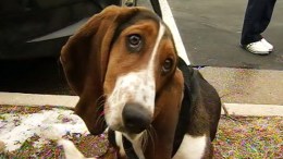 Lost Hound Rescued From Va. Interstate