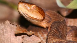 Irene Brings Snakes Out in Montgomery County?