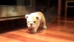 Georgetown U Welcomes Squishy New Mascot