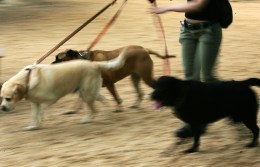 Feds All But Promise Arrest in Dog Stabbing Case