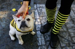 Dogs Dress Up for Howl-o-ween