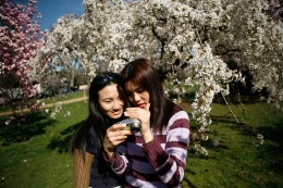 Submit Your Cherry Blossom Pics!