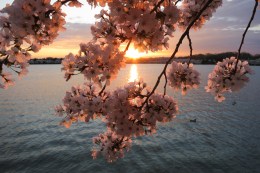 National Cherry Blossom Festival