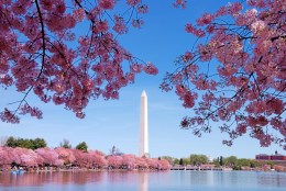 Cherry Blossom Peak Blooming Dates Announced
