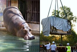 Zoo Evicts "Happy" the Hippo