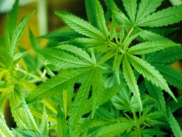 "Dr. Reefer" Says He's Sick of Nevada