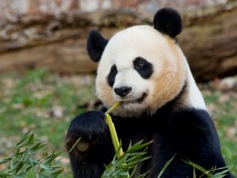 24-Hour Pregnancy Watch Begins for Mei Xiang