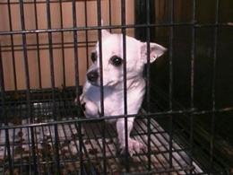 Pick a Pooch From Rescued Pups