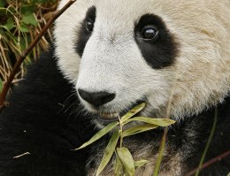 Tai Shan's Last Hurrah
