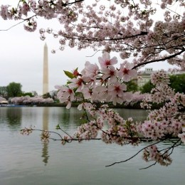 Your Cherry Blossom Instagram Pics