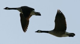 Bird-Strike Stats Are All Flocked Up