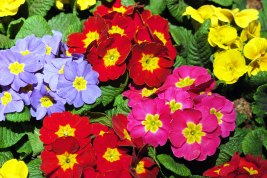 National Arboretum Garden Fair!