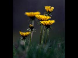 Got Weeds?