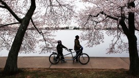 No Weekend Metro Work During Cherry Blossom Peak