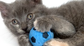 Independence Day for Cats