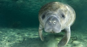 Sea Cows Invade Richmond