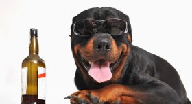 Is It Wrong to Get Drunk With Your Dog?